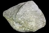 Pyrite Replaced Brachiopod (Paraspirifer) - Ohio #89729-1
